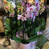 Phalaenopsis ” Lepke” orchidea