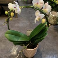 Elegáns hajlított orchidea