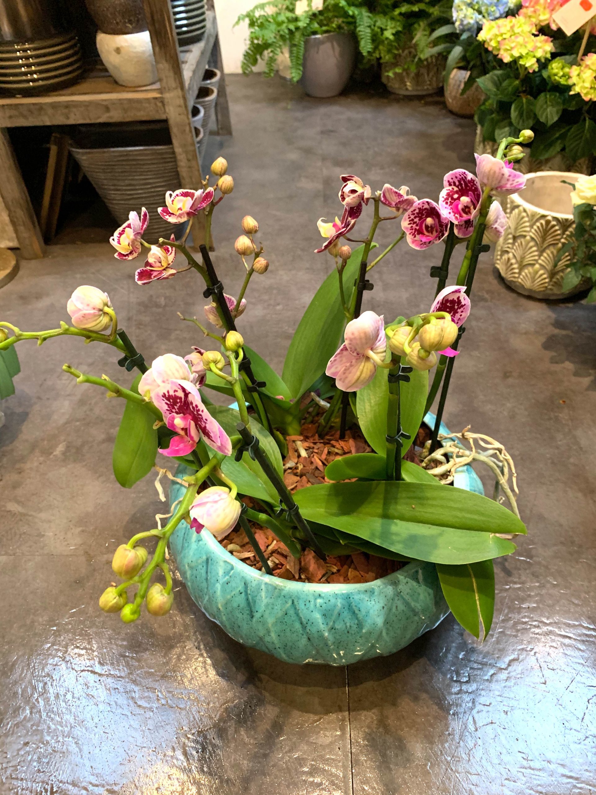 Egzotikus Orchidea tál